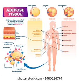 Adipose tissue vector illustration. Labeled medical body fat explanation scheme. Educational diagram with WAT, BAT and beige fat locations and structure. Infographics with inner skin section closeup.