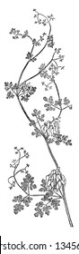 Adlumia Fungosa is a biennial climbing plant with very slender stems.  The white or pinkish flowers grow in large clusters and appear in summer, vintage line drawing or engraving illustration.