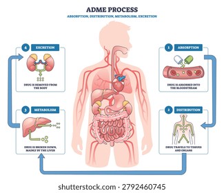 ADME process overview shows drug absorption, distribution, metabolism, and excretion through the body, featuring bloodstream, liver, and kidneys in a human silhouette. Outline diagram