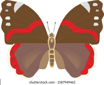 Admiral butterfly in vector. Brown main color.