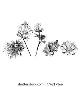 Adonis flower branch sprout petals a bright Sunny sketch vector graphics monochrome black-and-white drawing