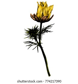 Adonis flower branch sprout petals a bright Sunny sketch vector graphics color picture