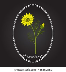 Adonis vernalis, spring pheasant's eye, or false hellebore, medicinal plant. Hand drawn botanical vector illustration
