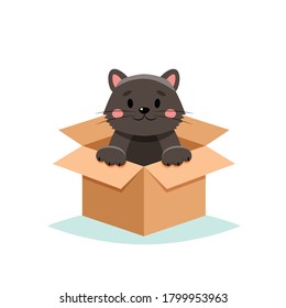 Adoptar una mascota - gato lindo en una caja, aislado en fondo blanco