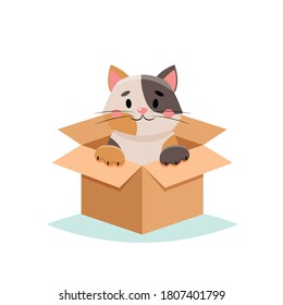Adopt a pet - cute cat in a box, isolated on white background