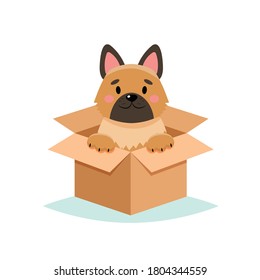 Adopt a pet - cute dog in a box, isolated on white background