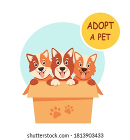 Adopt a pet. Cute puppies in the box. Vector illustration in flat style.