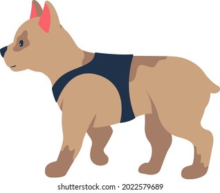 Adopting french bulldog puppy semi flat color vector character. Full body animal on white. Small dog wearing harness isolated modern cartoon style illustration for graphic design and animation
