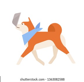 Adorable Akita Inu carrying its feeder. Cute purebred Japanese companion dog isolated on white background. Daily activity of domestic animal or pet. Colorful vector illustration in flat cartoon style.