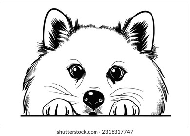 Adorable American Eskimo dog peeking, with its fluffy white coat and bright eyes, radiating charm and intelligence. A true companion