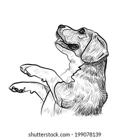 Adorable Beagle on dancing pose ,begging for food