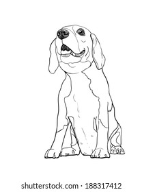 Adorable Beagle sitting pose from bottom view