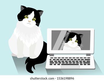 An adorable beautiful persian tuxedo cat with her portrait on laptop computer screen. Isolated on light blue background. Vector Illustration. Idea for cat celebrities on social media.