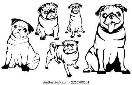 Adorable beige Pug puppies on a White background, Vector illustration, Hand drawn style print
