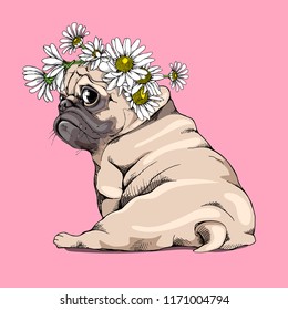 Adorable beige puppy Pug in a Chamomile flowers wreath on a pink background. Humor card, t-shirt composition, hand drawn style print. Vector illustration.