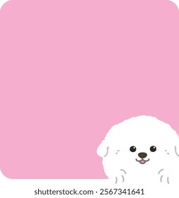 Adorable Bichon Frise coming out of a square shape