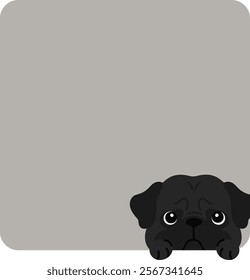 Adorable black Pug coming out of a square shape