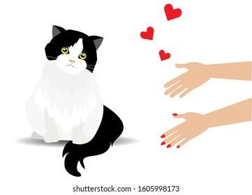 Adorable black and white tuxedo persian cat standing gracefully, woman hands welcoming her into love with open arms.