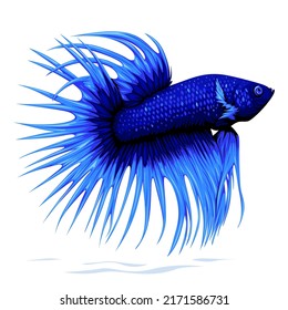 Adorable Blue Crown Tail Betta Fish Vector Isolated on White Background