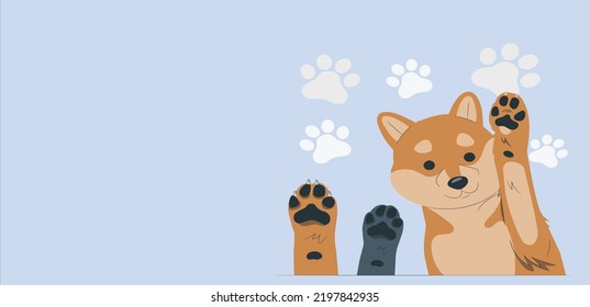 Adorable brown and white basenji dog smiling and giving a high five isolated. dog raise a paw up. Golden retriever puppy paw isolated on blue background. Flat lay copy space