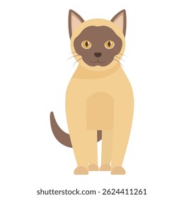 Adorable burmese cat breed standing on white background, domestic animal