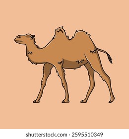 Adorable camel with two humps