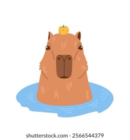 Adorable capybara with small orange fruit on its head relaxing in hot spring. It has peaceful face expression. Cute animal bathing. Vector illustration in flat cartoon style on white backdrop.