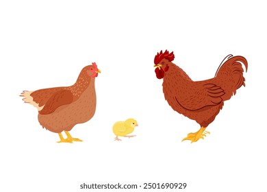 Adorable chicken family - chicken, rooster and chick isolated on white background. Poultry farming. Vector illustration of farm animals in a flat style.