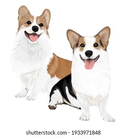 Adorable couple of corgi puppy smiling dogs