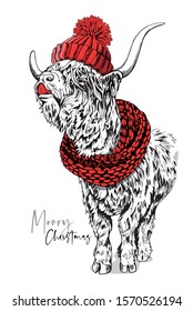 Adorable Cow with a bang (Scottish Highland cattle) in a red knitted hat and in a scarf. Christmas and New year card, Humor composition, hand drawn style print. Vector illustration.