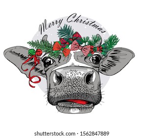 Adorable Cow in a coniferous headband and with a green and red bows. Christmas and New year card, Humor composition, hand drawn style print. Vector illustration.