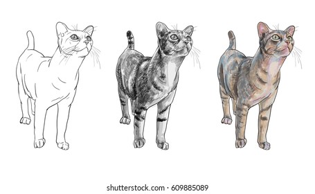 Adorable curious cat staring at something,vector illustration