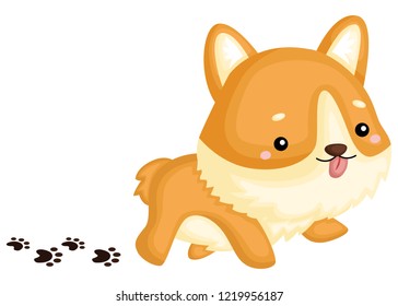 an adorable and cute pure breed corgi 