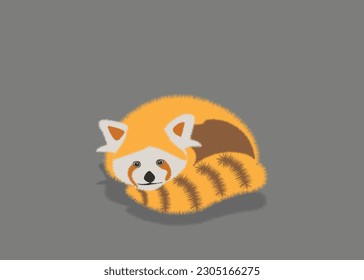  Adorable cute red panda cartoon character, flat vector illustration isolated on background. Chinese or Himalayan red panda. Cute adorable red panda design animal flat vector style illustration.