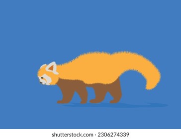  Adorable cute red panda cartoon character, flat vector illustration isolated on background. Chinese or Himalayan red panda.