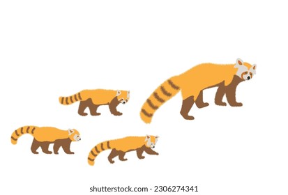  Adorable cute red panda cartoon character, flat vector illustration isolated on background. Chinese or Himalayan red panda. Cute adorable red panda design animal flat vector style illustration.