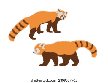  Adorable cute red panda cartoon character, flat vector illustration isolated on background. Chinese or Himalayan red panda. Cute adorable red panda design animal flat vector style illustration.