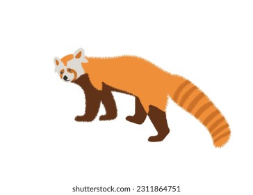  Adorable cute red panda cartoon character, flat vector illustration isolated on background. Chinese or Himalayan red panda.