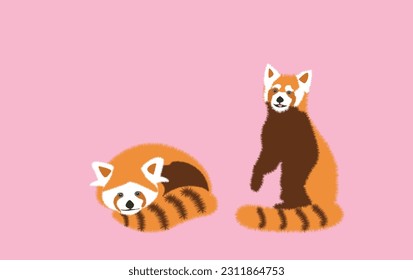  Adorable cute red panda cartoon character, flat vector illustration isolated on background. Chinese or Himalayan red panda. Cute adorable red panda design animal flat vector style illustration.