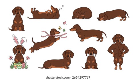 Adorável dachshund cão raça coleção várias poses e atividades