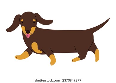 Adorable Dachshund doggy walking, showing tongue. Isolated vector illustration