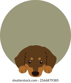 Adorable dark brown Miniature Dachshund coming out of a circle shape