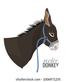 Adorable donkey head with black mane in blue harness
