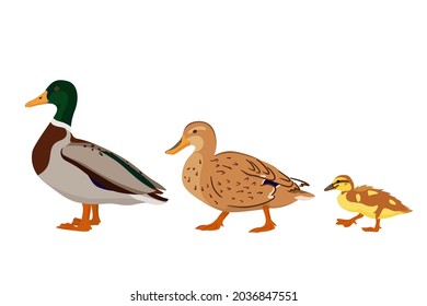 Adorable duck family - duck, drake and duckling isolated on white background. Poultry farming. Vector illustration of farm animals in a flat style.