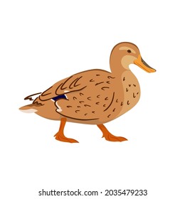 Pato adorable aislado de fondo blanco. Aves de granja. Ilustración vectorial de animales de granja en un estilo plano.