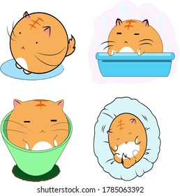 adorable fat white yellow cat