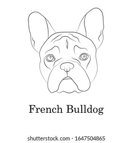 Adorable fawn French Bulldog head portrait. Breed standard. Logo web site kennel. Linear contour vector illustration.