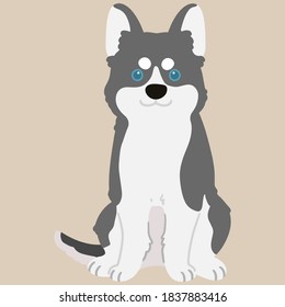 Adorable flat colored grey Husky dog sitting illustration