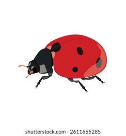 Adorable flat design red lady bug in cartoon flat design, vector hand drawn ideal for kids illustrations, educational content, and children’s products of infographic content
