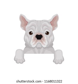 Adorable french bulldog peeking out from border. Home pet. Domestic dog. Flat vector element for banner or poster of vet clinic